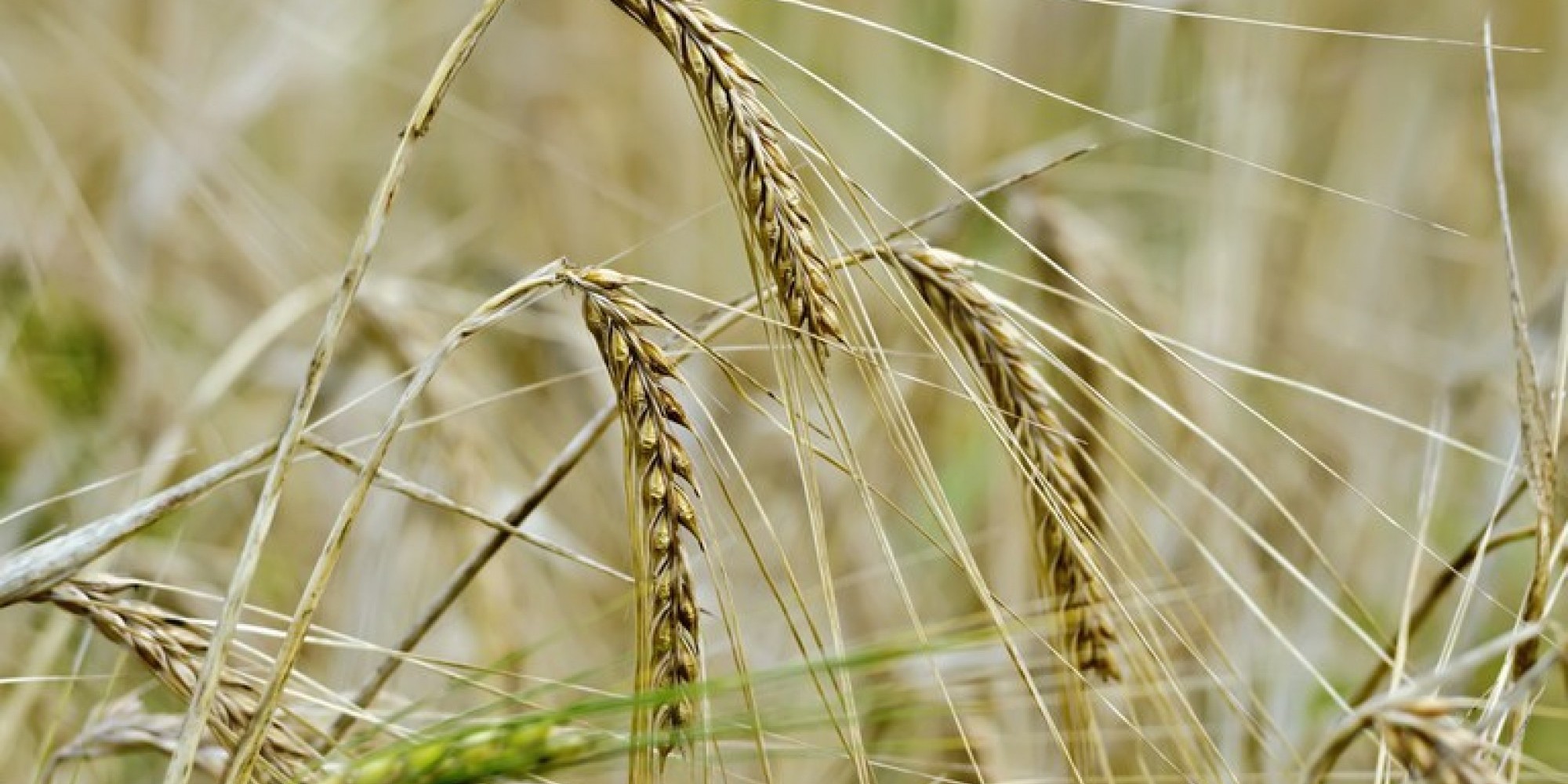 A previsão para o milho é de uma produção total recorde, com a possibilidade de superar em 5,4% a safra 2019/20 A previsão para o milho é de uma produção total recorde, com a possibilidade de superar em 5,4% a safra 2019/20