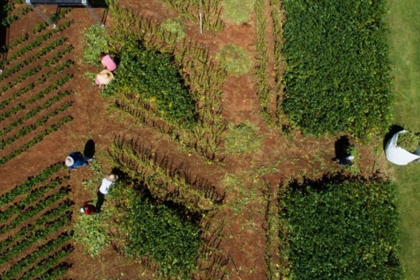  21ª Expodireto Cotrijal ocorre de 2 a 6 de março de 2020, em Não-Me-Toque