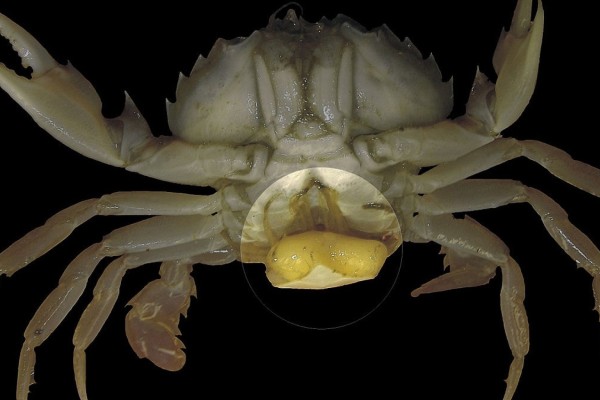 Parasita é capaz de transformar machos de caranguejos em fêmeas
