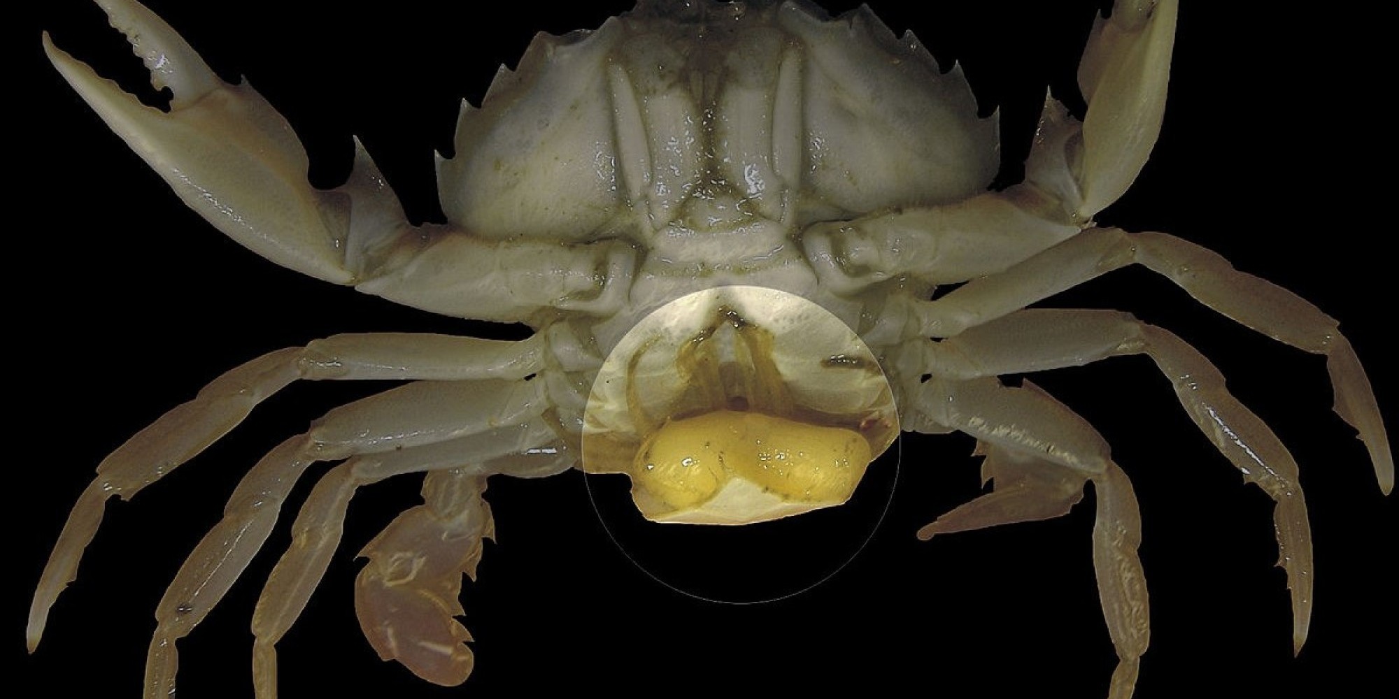 Parasita é capaz de transformar machos de caranguejos em fêmeas