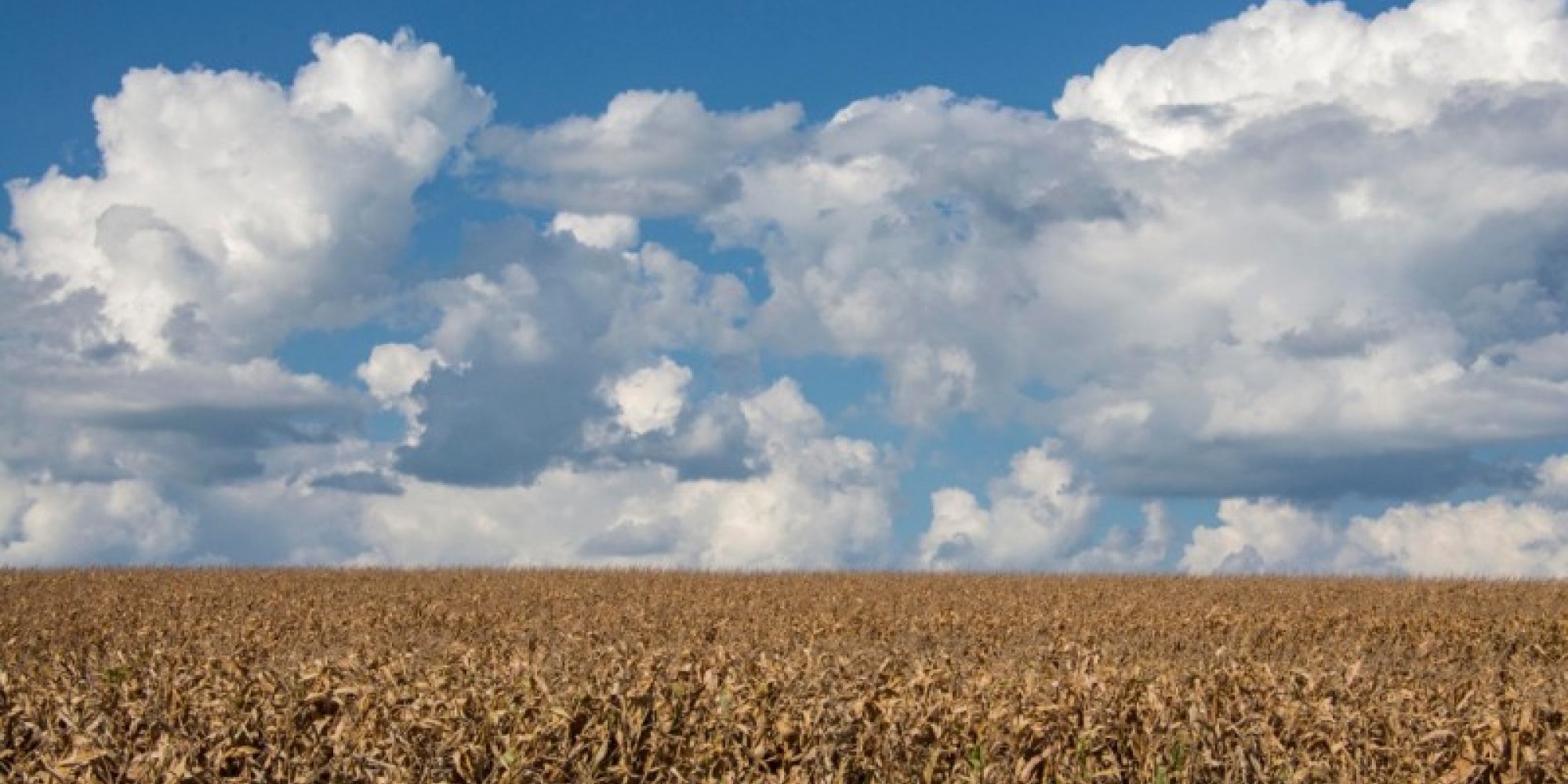 Conab projeto aumento na importação do grão para atender demanda de agroindústrias de proteína animal, produtores e consumidores Conab projeto aumento na importação do grão para atender demanda de agroindústrias de proteína animal, produtores e consumidores
