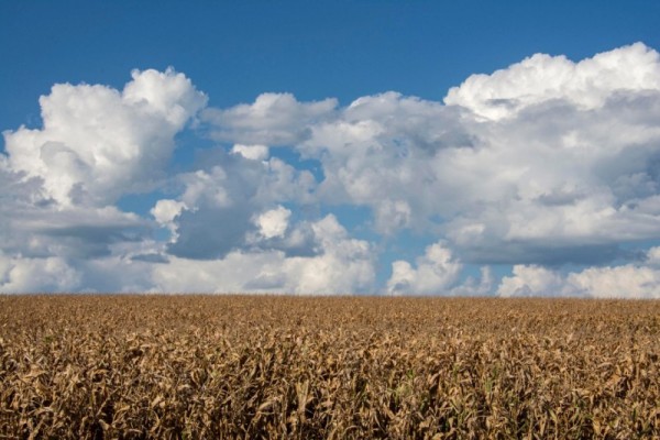 Conab projeto aumento na importação do grão para atender demanda de agroindústrias de proteína animal, produtores e consumidores