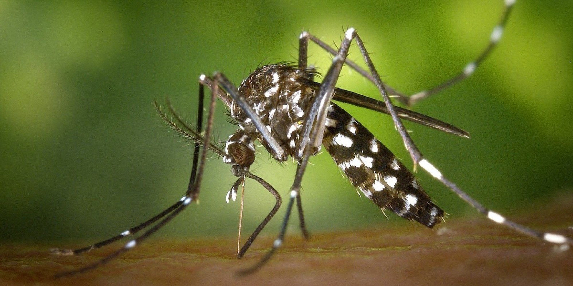 Muçum tem o primeiro caso positivo de dengue em 2024