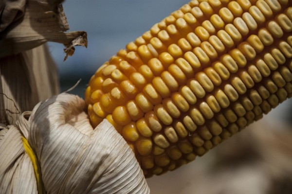 Pedidos são feitos no limite de 4 sacas por agricultor