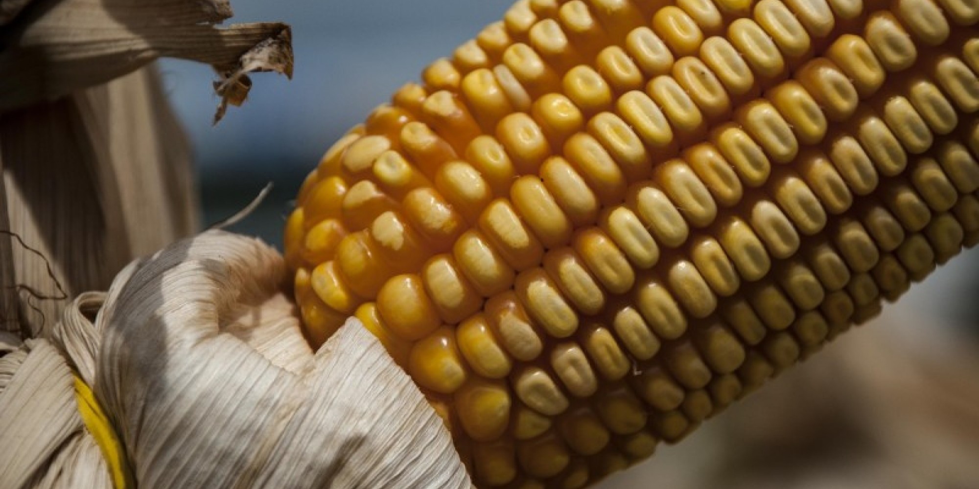 Pedidos são feitos no limite de 4 sacas por agricultor Pedidos são feitos no limite de 4 sacas por agricultor