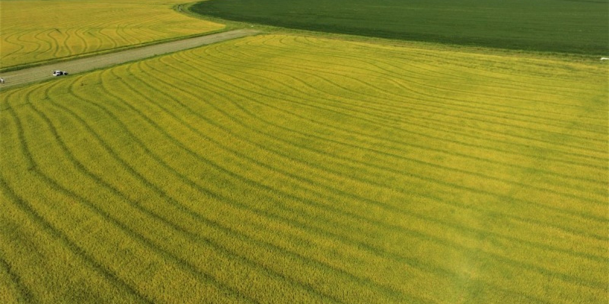 Estimativa aponta crescimento de 3,5% em relação à área de 936.316 hectares colhida na safra 2019/2020 Estimativa aponta crescimento de 3,5% em relação à área de 936.316 hectares colhida na safra 2019/2020