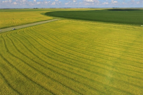  Estimativa aponta crescimento de 3,5% em relação à área de 936.316 hectares colhida na safra 2019/2020