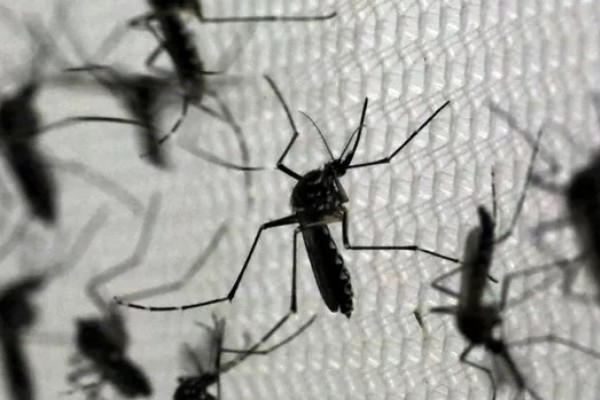 São Paulo decreta estado de emergência para dengue