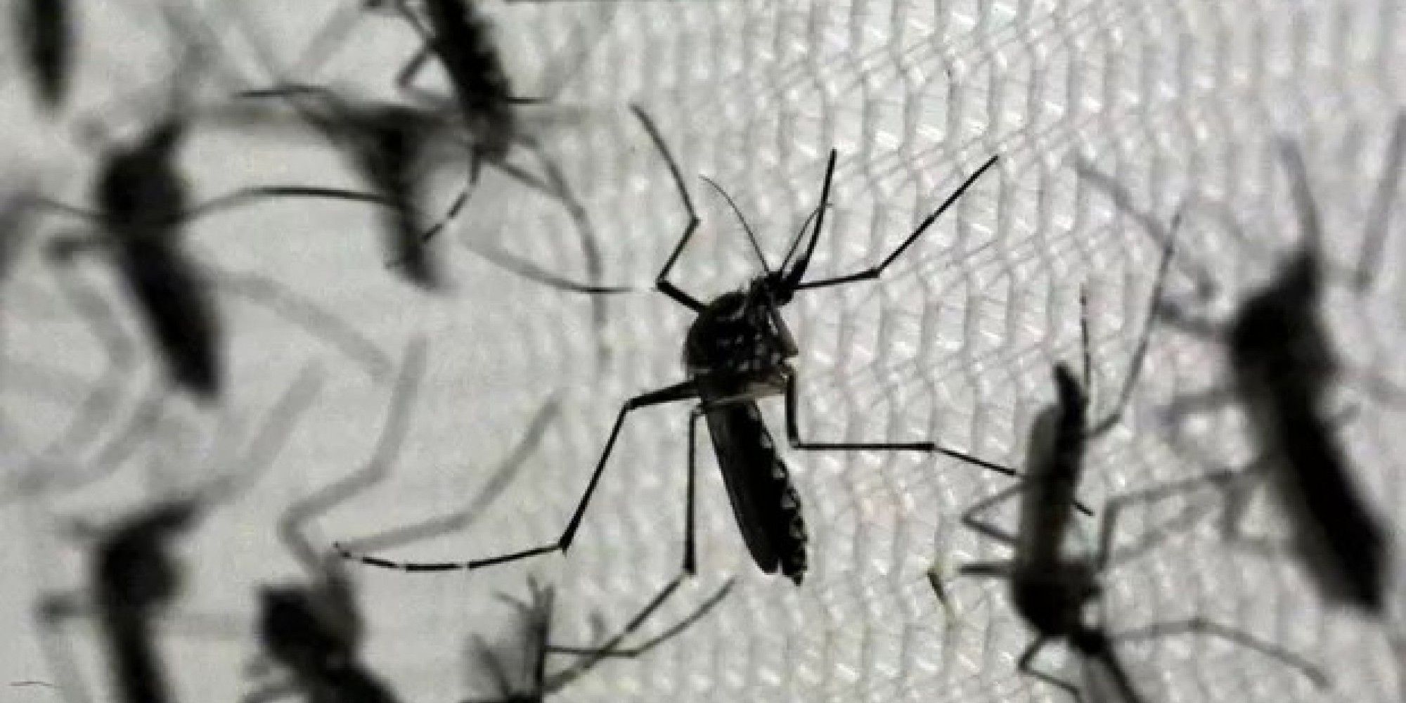 São Paulo decreta estado de emergência para dengue