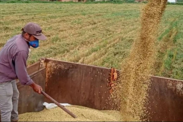 Justiça concede liminar e suspende leilão de compra de arroz pelo governo