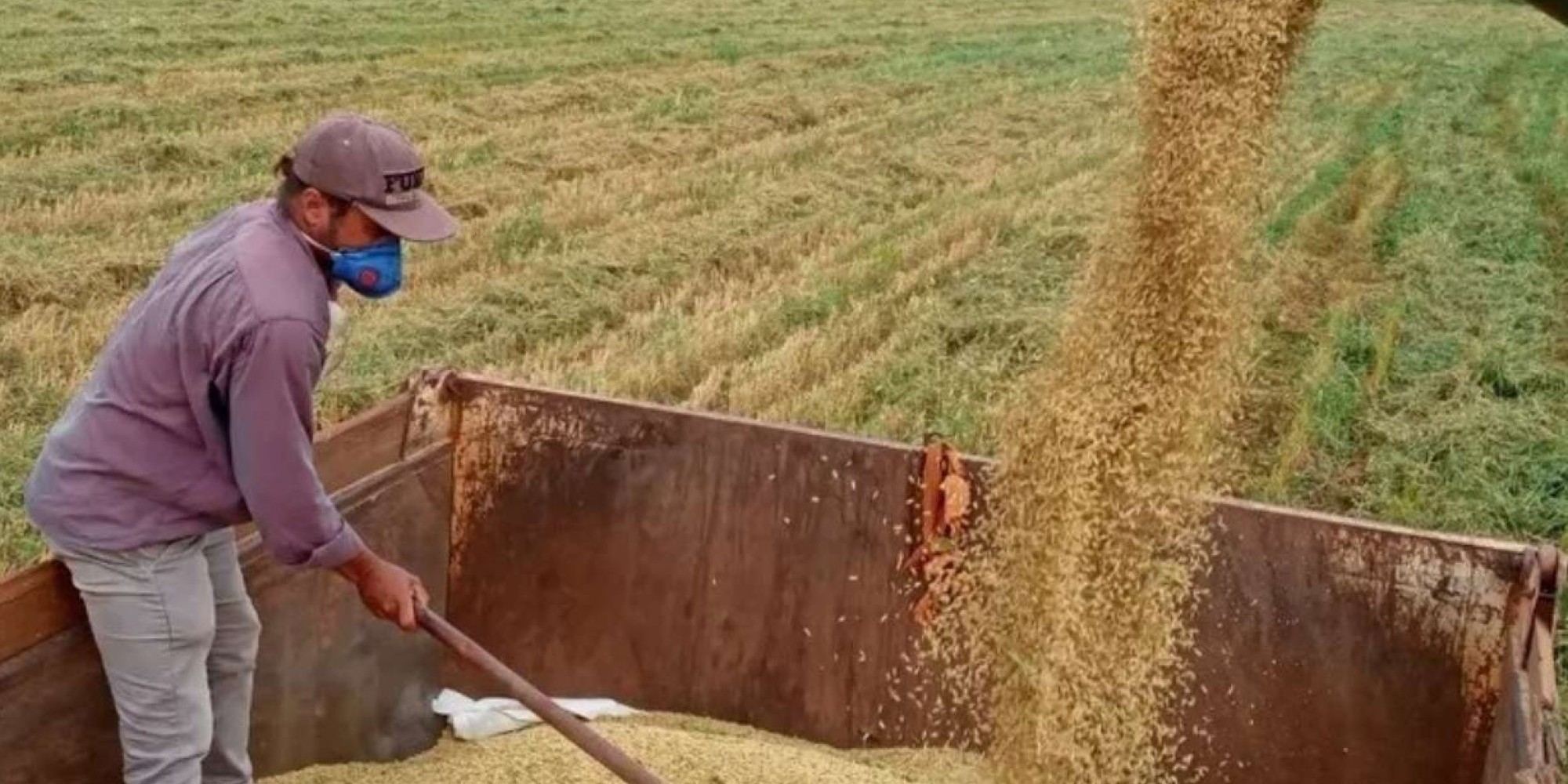 Justiça concede liminar e suspende leilão de compra de arroz pelo governo