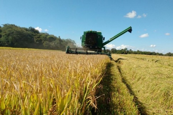 Arroz foi a única cultura com dados positivos: foram colhidos 7,6 milhões de toneladas, 0,9% acima do projetado inicialmente