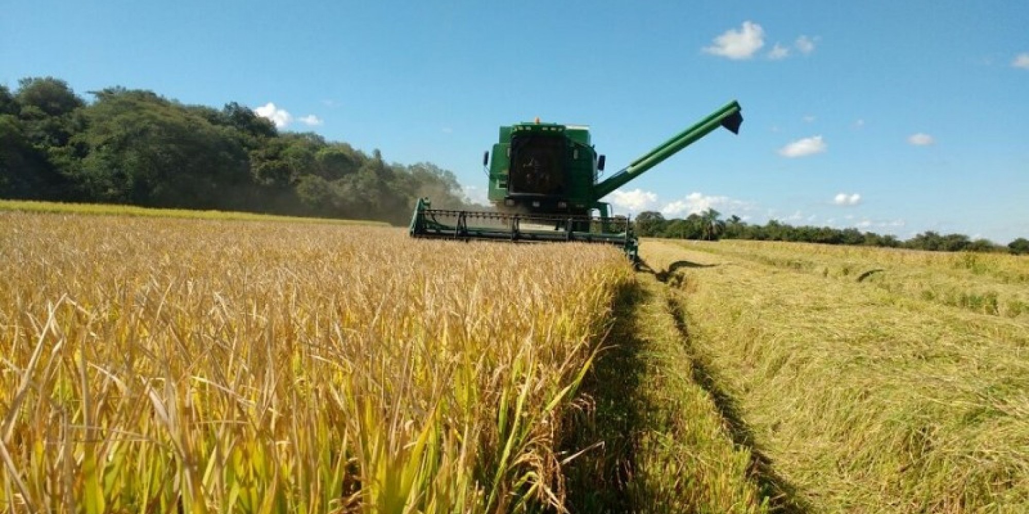 Arroz foi a única cultura com dados positivos: foram colhidos 7,6 milhões de toneladas, 0,9% acima do projetado inicialmente Arroz foi a única cultura com dados positivos: foram colhidos 7,6 milhões de toneladas, 0,9% acima do projetado inicialmente
