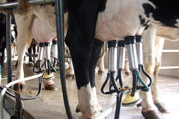 Produtores rurais recebem bonificações em Encantado