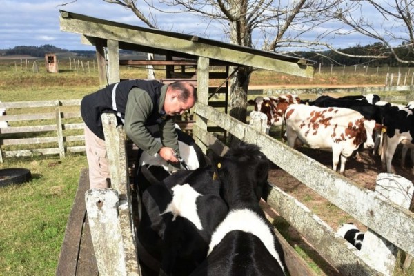 Em todo o Rio Grande do Sul, a expectativa é de que 12,6 milhões de animais sejam imunizados