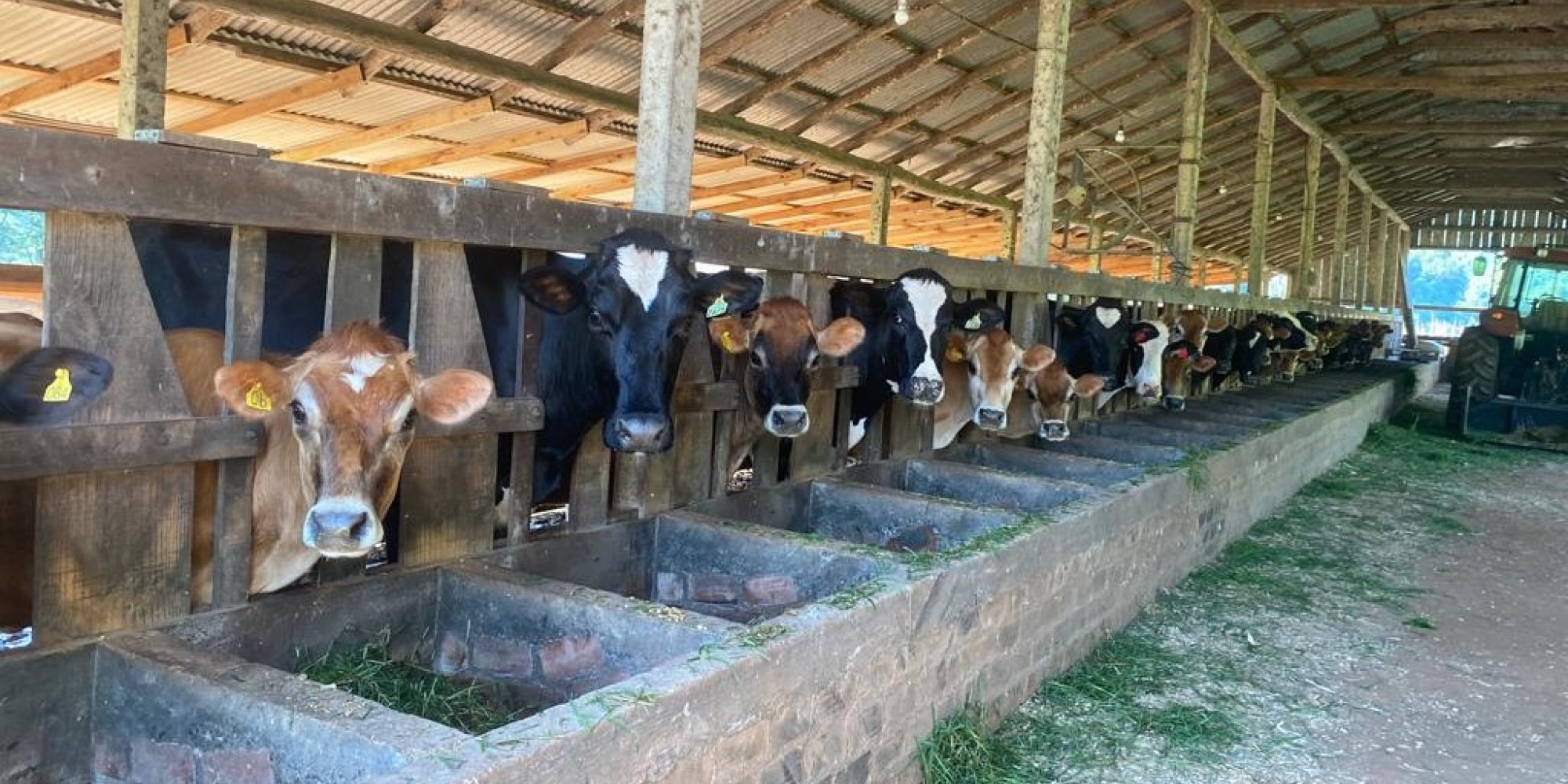 Em Encantado, investimentos em serviços de inseminação e veterinário dobram com alteração de Lei