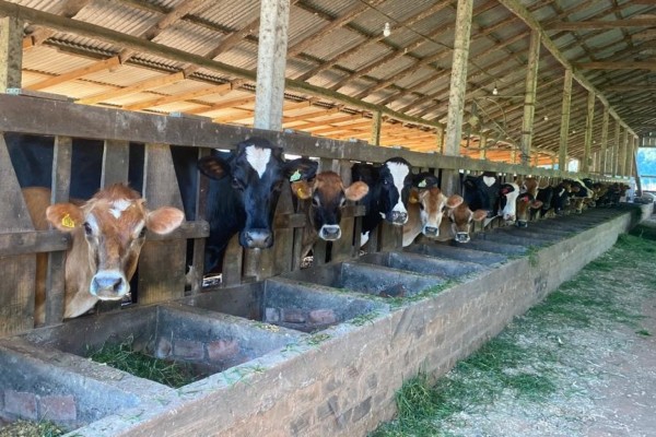 Em Encantado, investimentos em serviços de inseminação e veterinário dobram com alteração de Lei