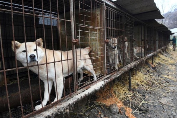 Coreia do Sul proíbe a venda de carne de cachorro