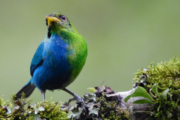 O raro saí-tucano avistado na Colômbia: metade fêmea, metade macho