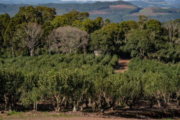 Setor ervateiro tem 13 mil produtores e mais de 250 empresas de beneficiamento da planta em cinco polos de produção no Estado