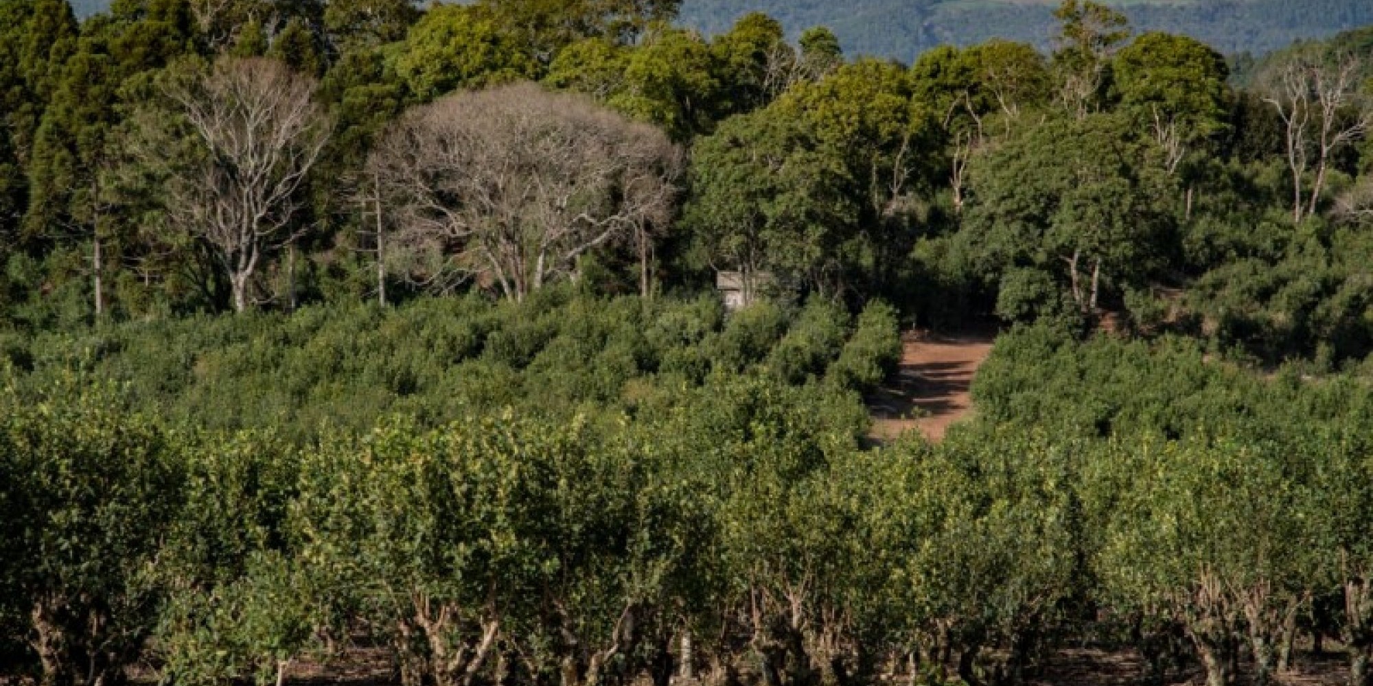 Setor ervateiro tem 13 mil produtores e mais de 250 empresas de beneficiamento da planta em cinco polos de produção no Estado Setor ervateiro tem 13 mil produtores e mais de 250 empresas de beneficiamento da planta em cinco polos de produção no Estado