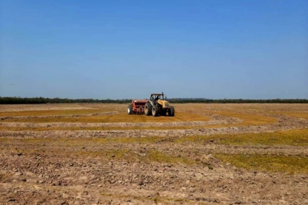 Preparativos para o plantio da safra de arroz 2020/2021 estão em andamento em diferentes regiões
