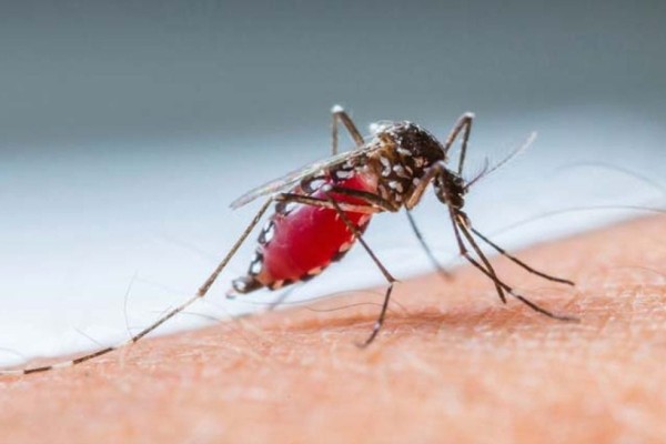 Com mais de mil casos de dengue, Encantado segue na liderança de infectados do Estado