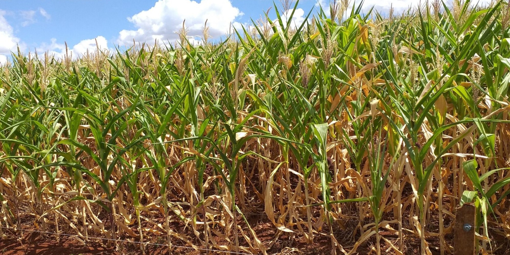 Quebra na safra gaúcha é a terceira maior nos últimos 10 anos