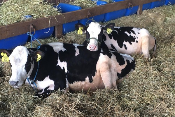 44ª Expointer terá 4.057 animais no parque Assis Brasil