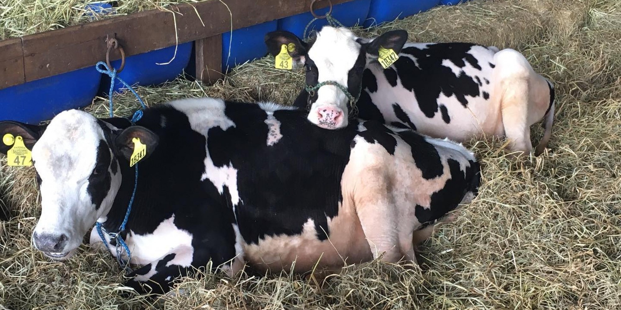 44ª Expointer terá 4.057 animais no parque Assis Brasil