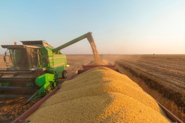Conab reduz expectativa de safra nacional e estima produção 45,3% maior no RS