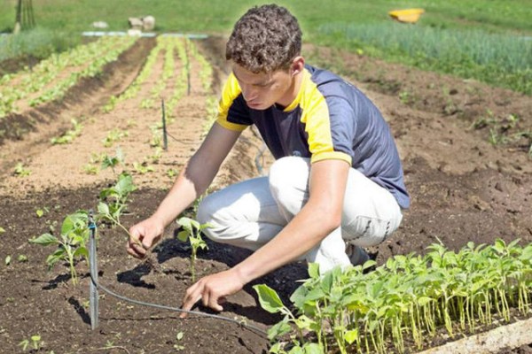 Objetivo é valorizar e reconhecer o trabalho dos jovens no campo