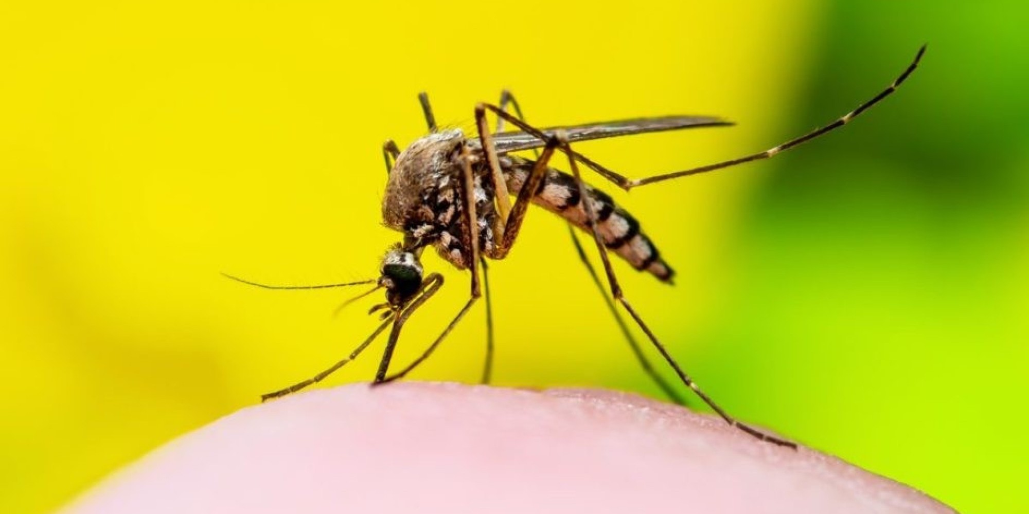Indígena grávida é a 21ª vítima da dengue este ano no Estado