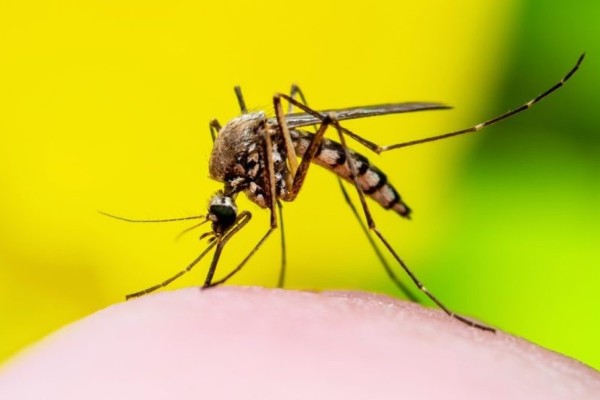 Indígena grávida é a 21ª vítima da dengue este ano no Estado
