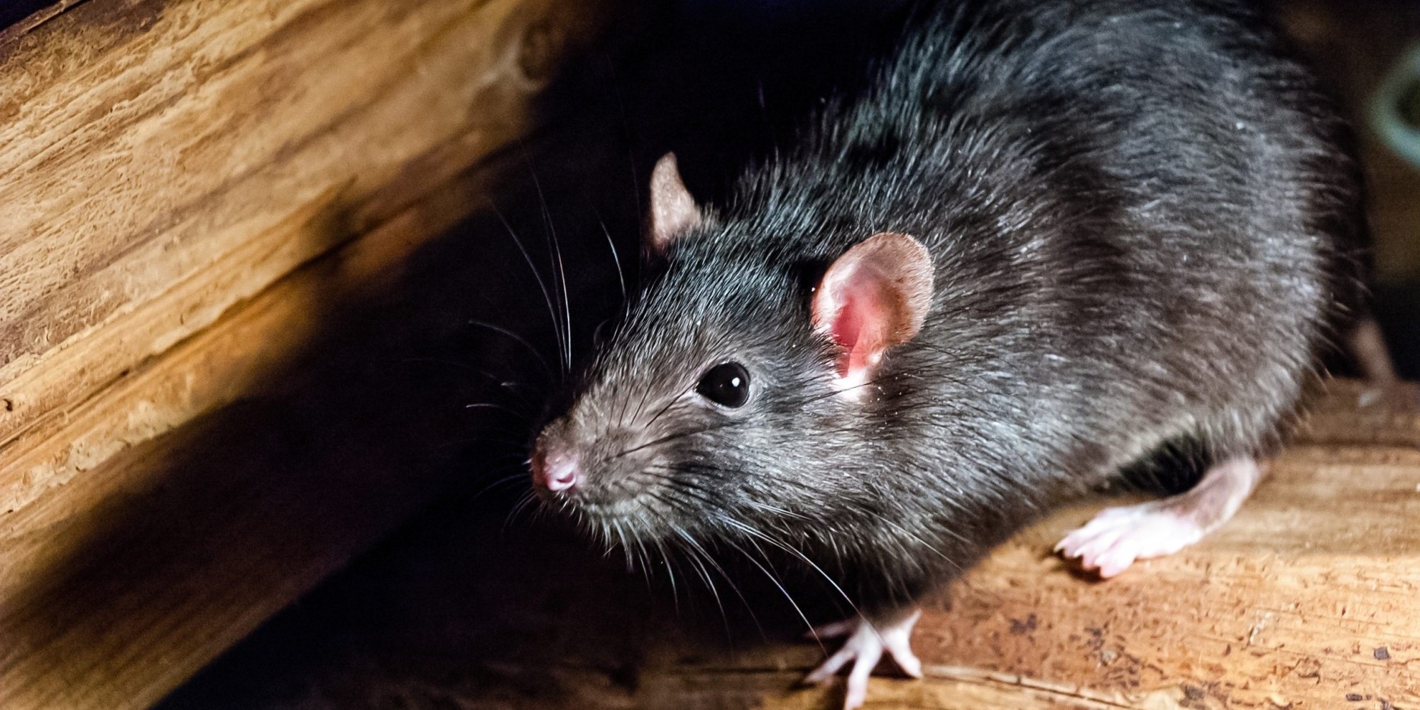 Ratos invadem delegacia e comem maconha apreendida
