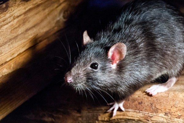 Ratos invadem delegacia e comem maconha apreendida
