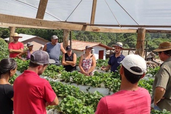 Morango em Substrato é tema de Tarde de Campo em Roca Sales