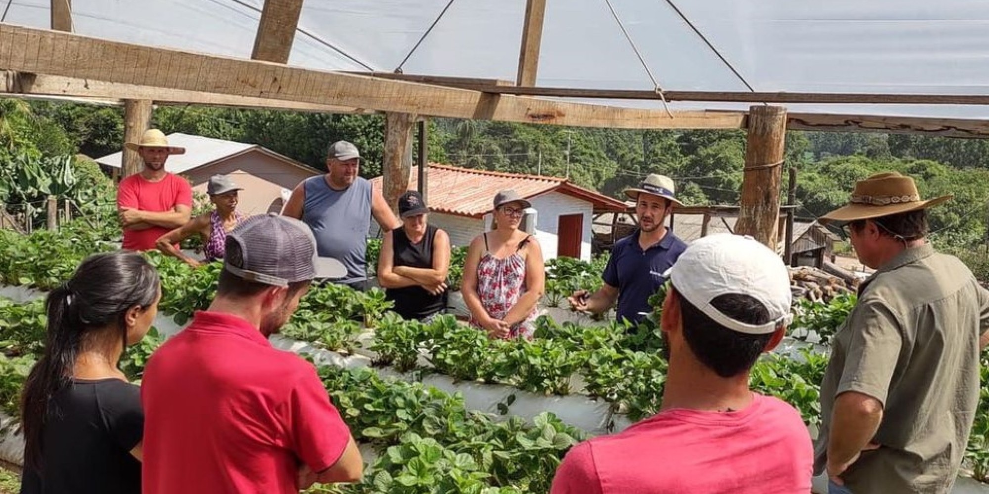 Morango em Substrato é tema de Tarde de Campo em Roca Sales