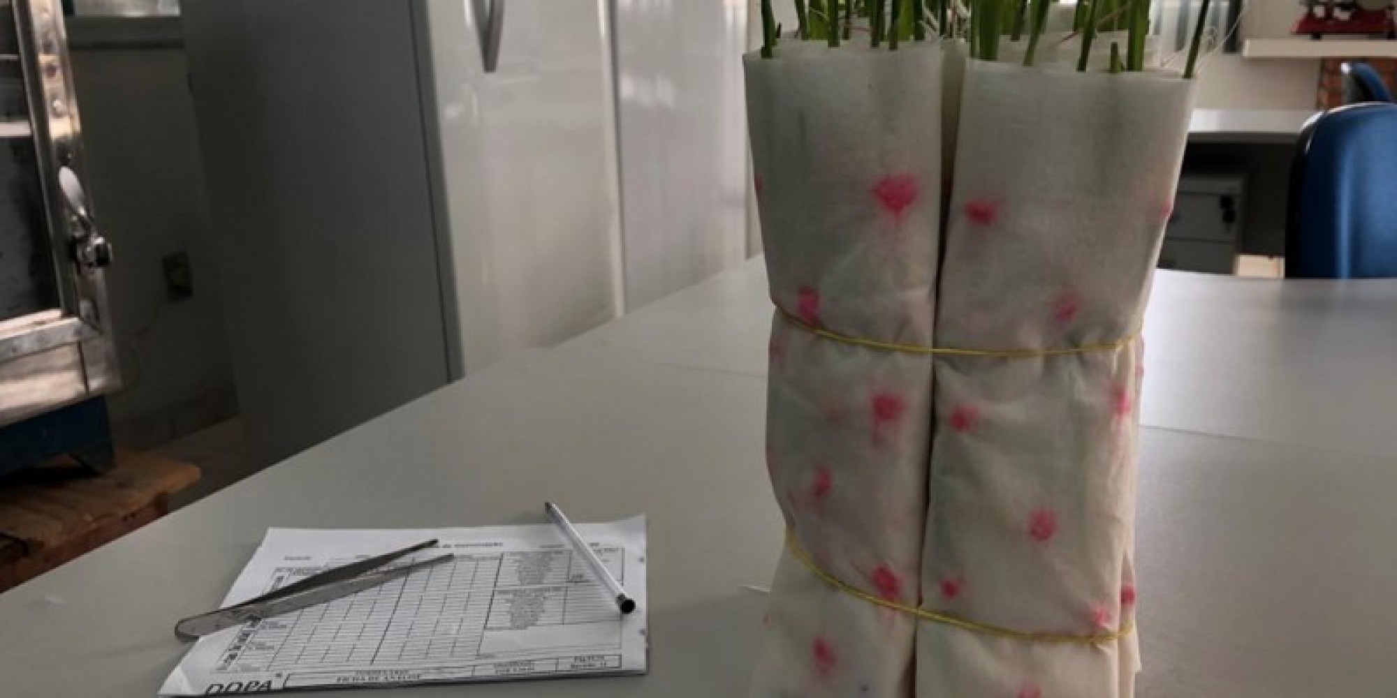 Foram analisadas amostras de sementes de 25 variedades de milho coletadas em diversas regiões do Estado Foram analisadas amostras de sementes de 25 variedades de milho coletadas em diversas regiões do Estado