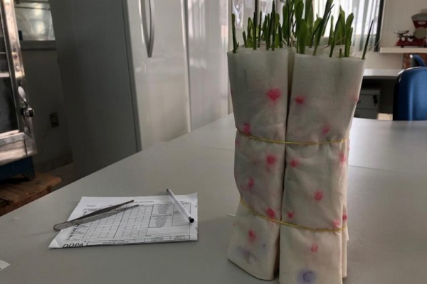 Foram analisadas amostras de sementes de 25 variedades de milho coletadas em diversas regiões do Estado