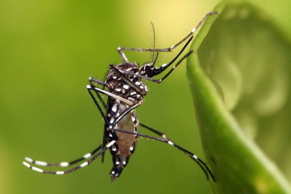 Encantado tem mais dois casos confirmados de morte por dengue