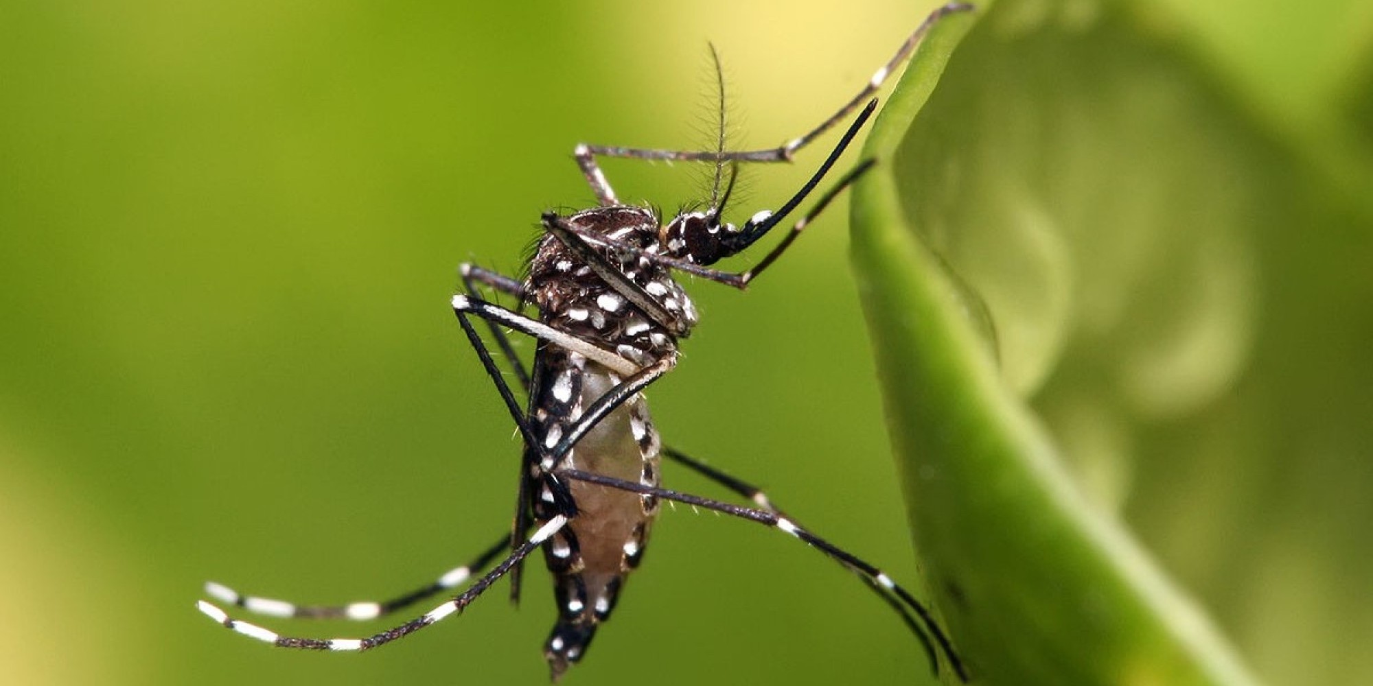 Encantado tem mais dois casos confirmados de morte por dengue