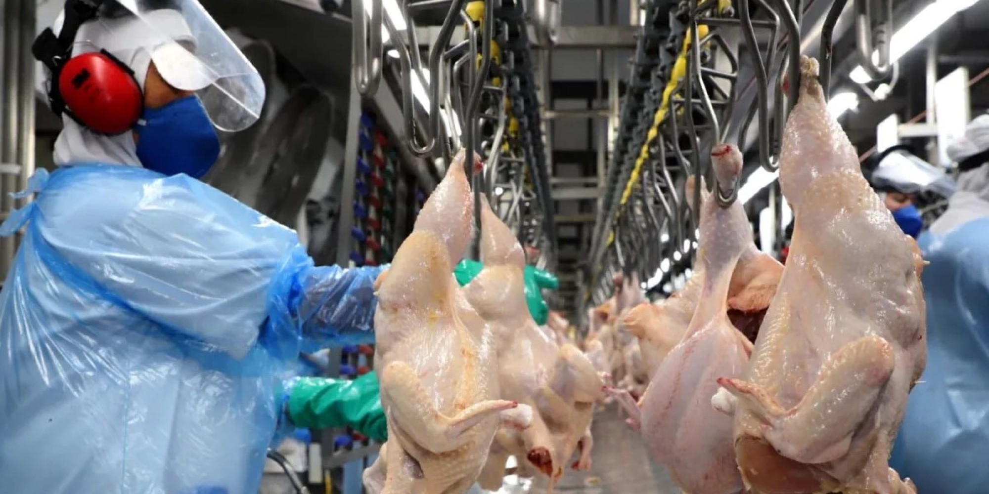 Exportação de carne de frango pode aumentar em 8% em 2023