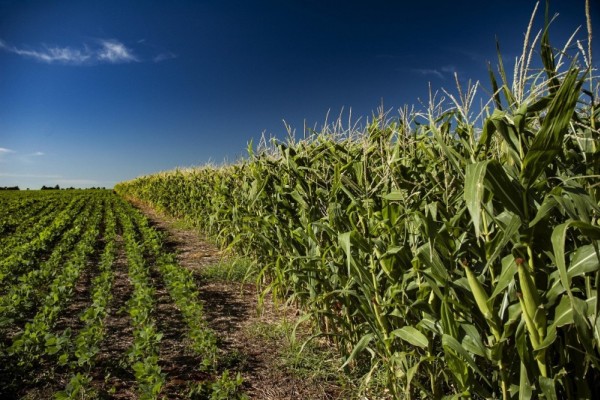  Em 2019, o programa beneficiou cerca de 50 mil agricultores para a semeadura de mais de 143 mil hectares de plantio