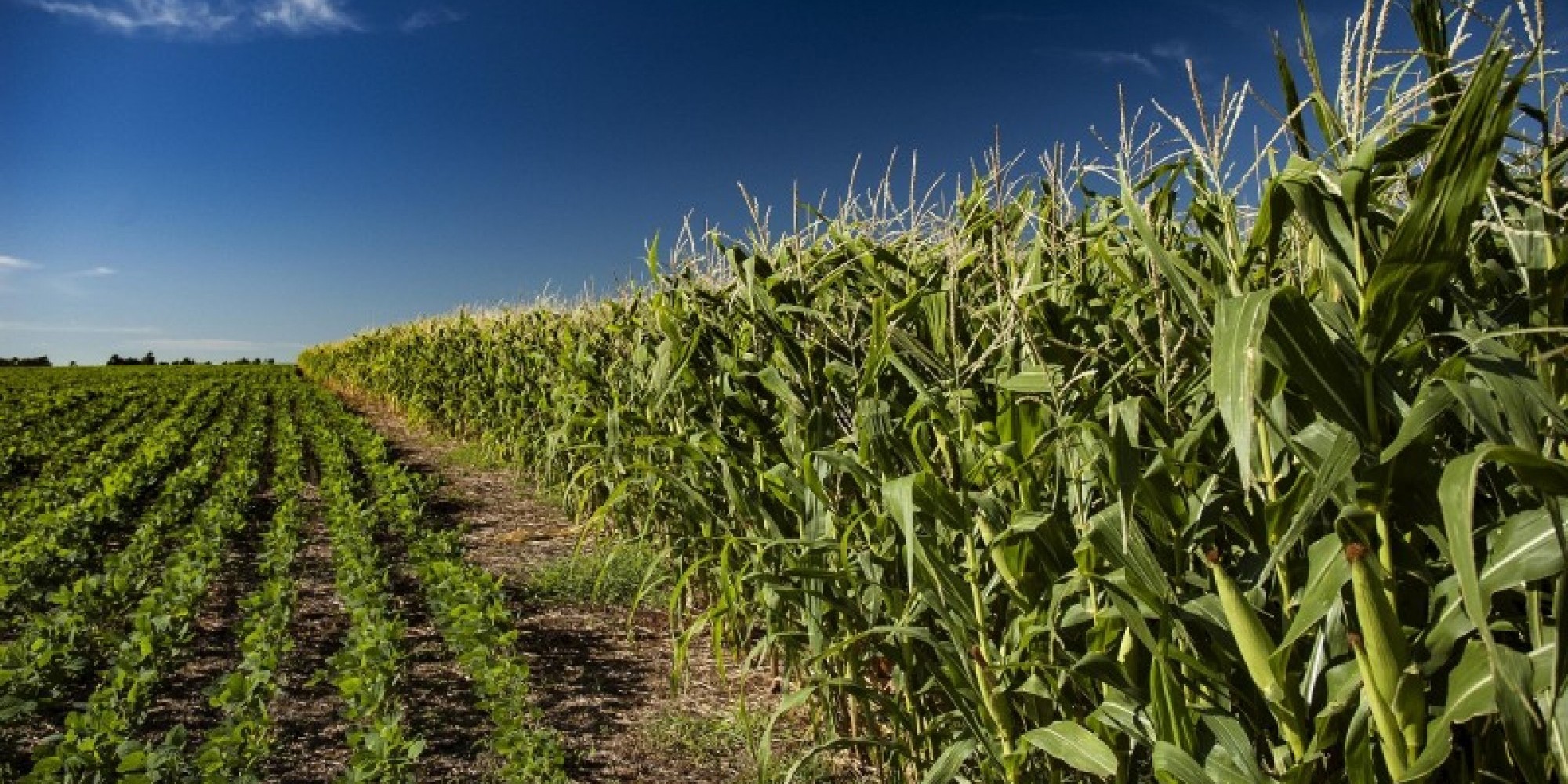 Em 2019, o programa beneficiou cerca de 50 mil agricultores para a semeadura de mais de 143 mil hectares de plantio Em 2019, o programa beneficiou cerca de 50 mil agricultores para a semeadura de mais de 143 mil hectares de plantio