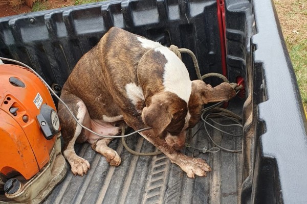 Cachorro com espinhos de ouriço é resgatado pelos Bombeiros
