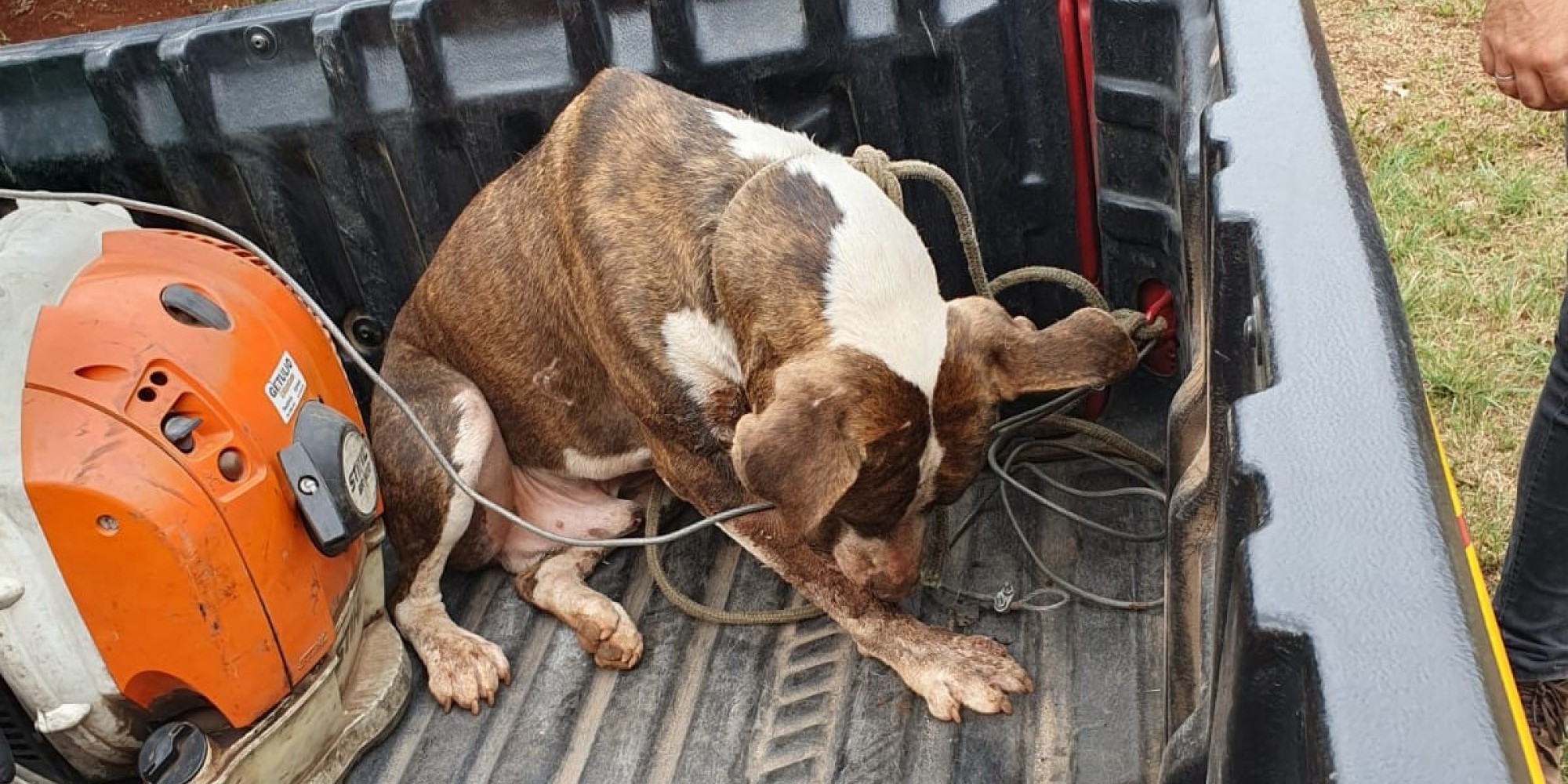 Cachorro com espinhos de ouriço é resgatado pelos Bombeiros