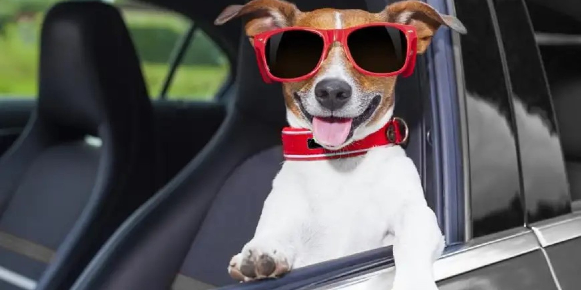 Motorista embriagado troca de lugar com o cachorro na tentativa de não ser preso