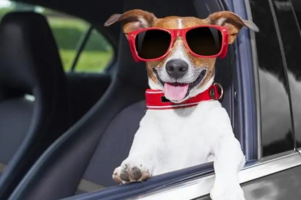 Motorista embriagado troca de lugar com o cachorro na tentativa de não ser preso