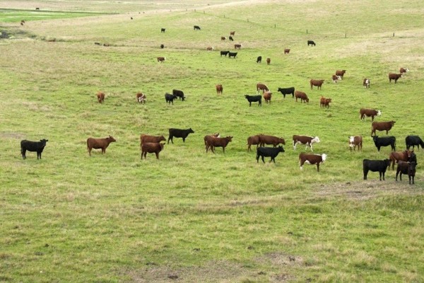 Rio Grande do Sul se prepara desde 2017 para conquistar novo status sanitário